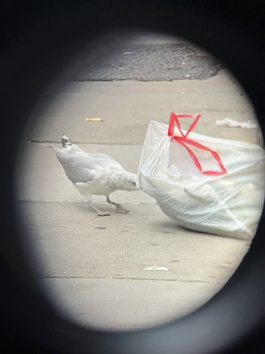 American Herring Gull