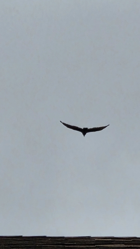 Turkey Vulture