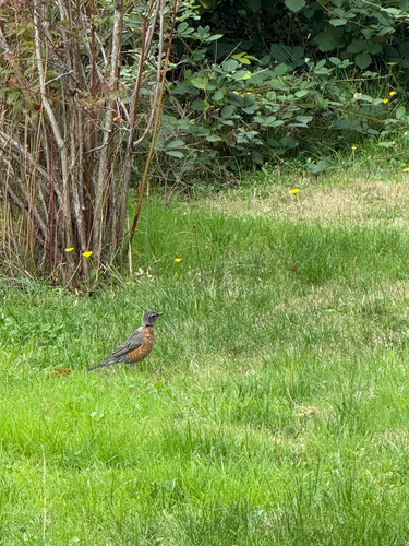 American Robin