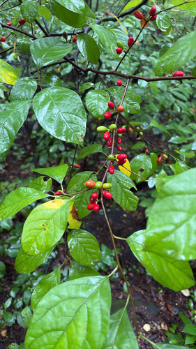 northern spicebush