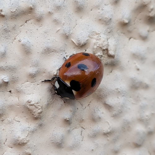 Seven-spotted Lady Beetle