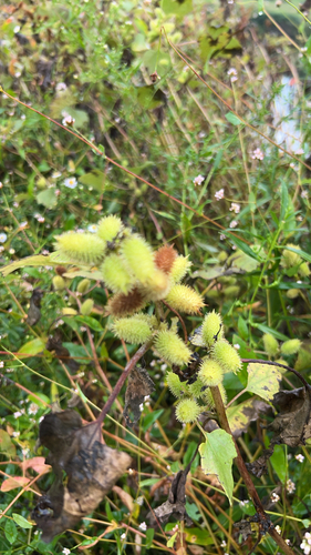 rough cocklebur