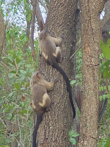 Black-tailed Marmoset