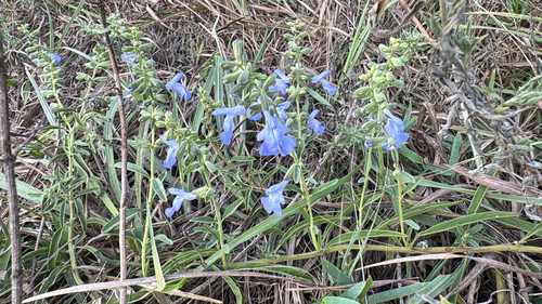 giant blue sage