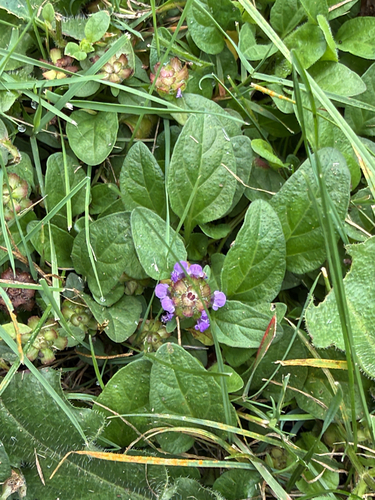 common selfheal