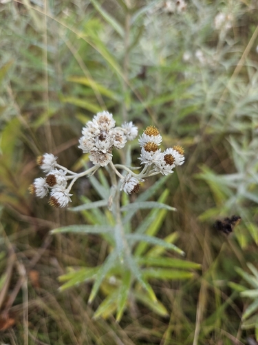 pearly everlasting