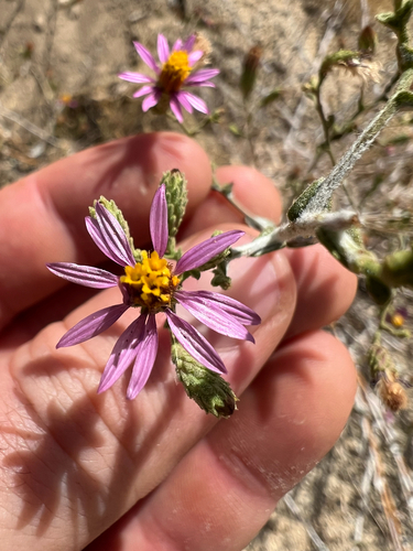California Aster