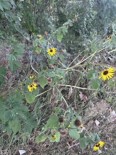 Common Sunflower