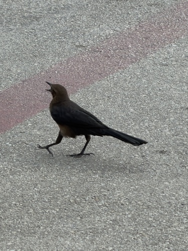 Great-tailed Grackle