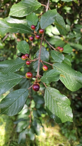 alder buckthorn