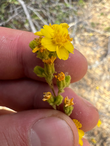 mojave tarplant