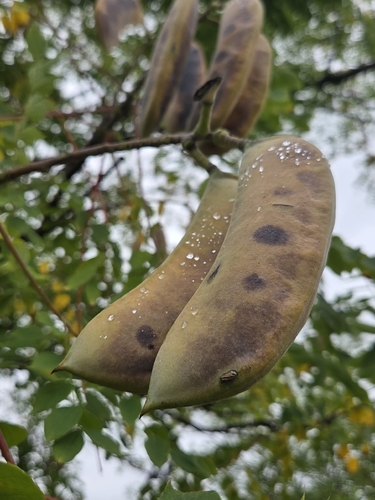 Kentucky coffeetree