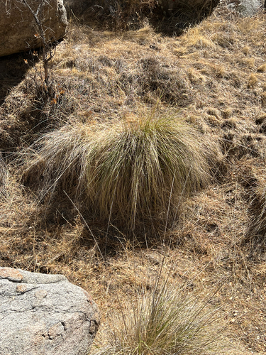 deergrass