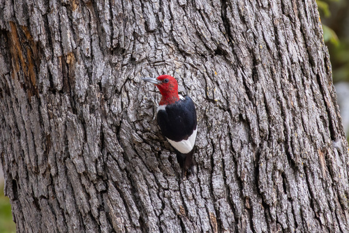 Red-headed Woodpecker