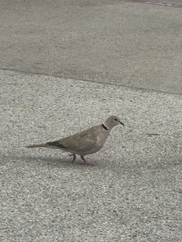 Eurasian Collared-Dove