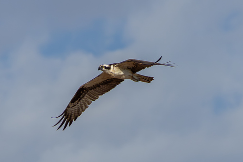 Osprey