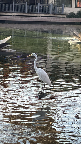 Great Egret