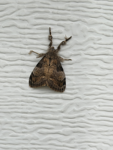 White-marked Tussock Moth