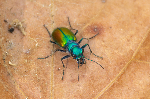 Festive Tiger Beetle