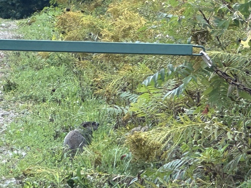 Groundhog