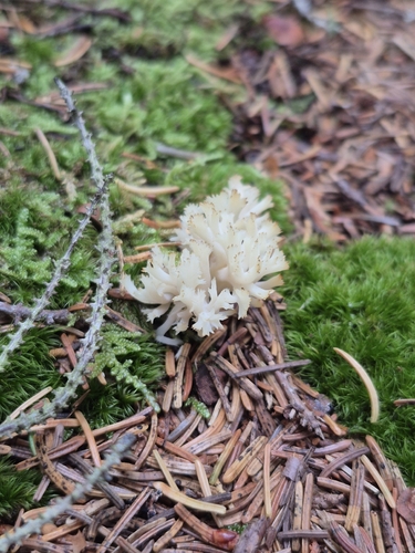 White Coral Fungus
