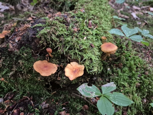 Pinewood Gingertail