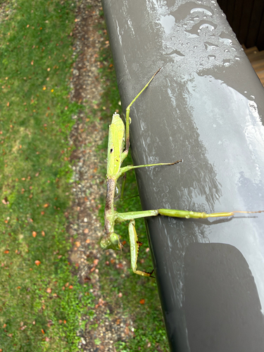 Carolina Mantis