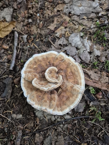 Woolly Velvet Polypore
