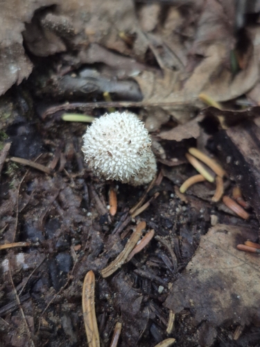 Curtis's Puffball