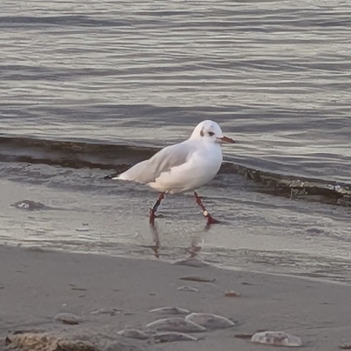 Black-headed Gull