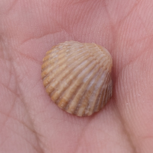 Lagoon Cockle