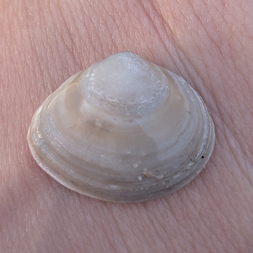 Baltic Macoma