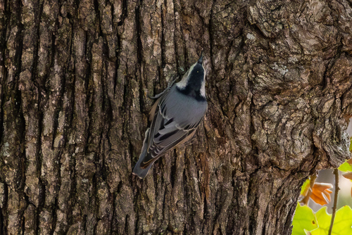 White-breasted Nuthatch