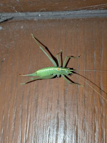 Southern Oak Bush-cricket