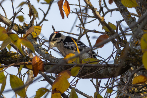 Downy Woodpecker