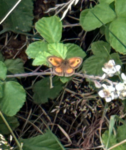 Gatekeeper
