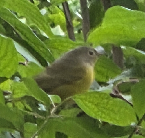 Nashville Warbler