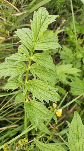 common valerian