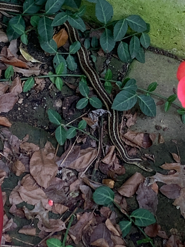 Common Garter Snake