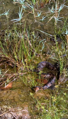 Northern Cottonmouth