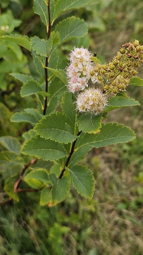 white meadowsweet
