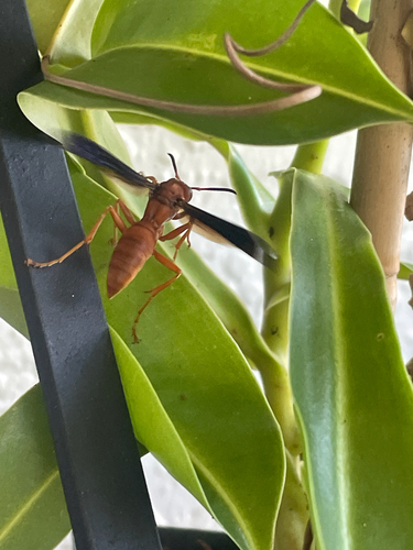 Fine-backed Red Paper Wasp