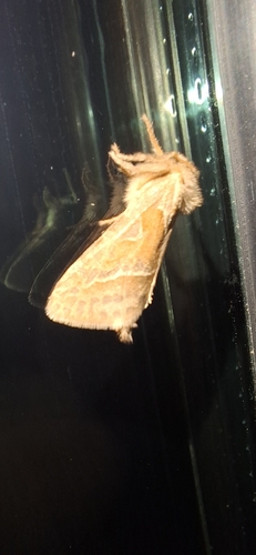 Orange Swift
