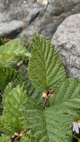 green alder