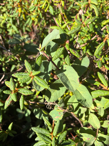 Bog Labrador Tea