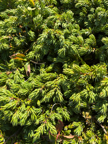 common juniper