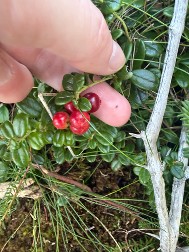 Lingonberry
