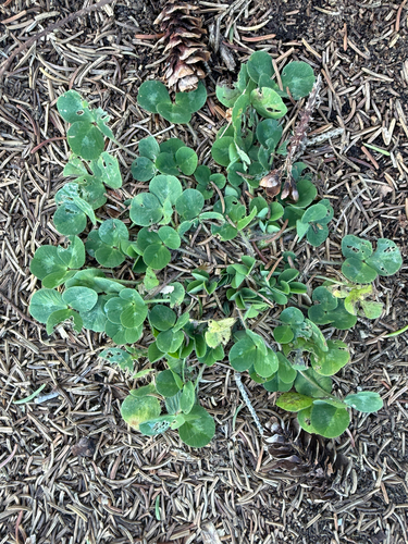 white clover