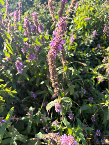 Marsh Woundwort