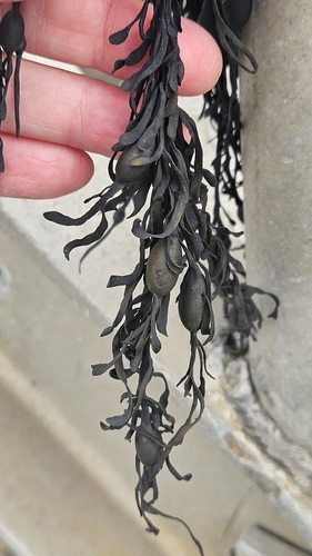 Knotted Wrack
